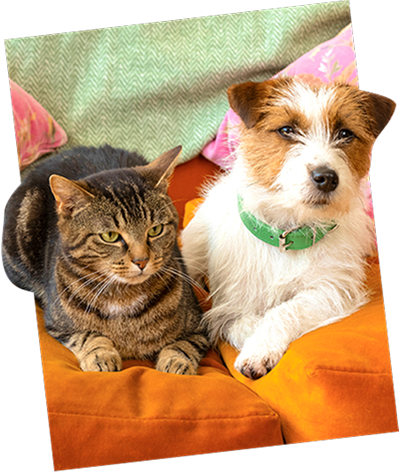 A cat and dog sit side by side on a couch.