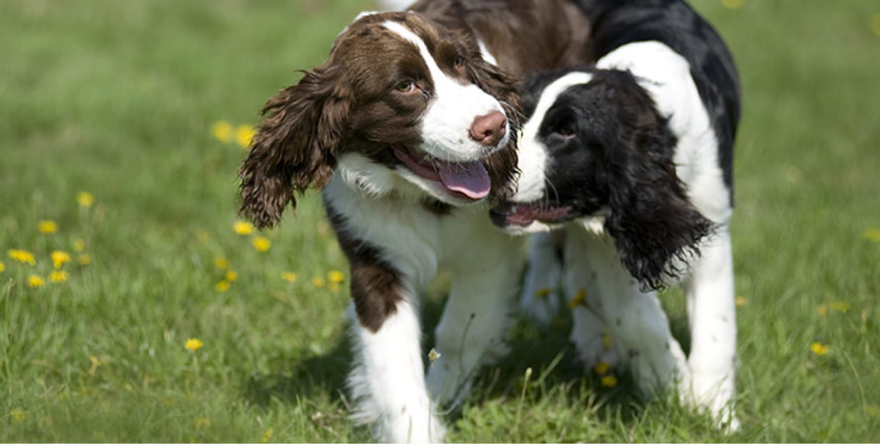 Two English Springer Spaniel dogs walking closely together.