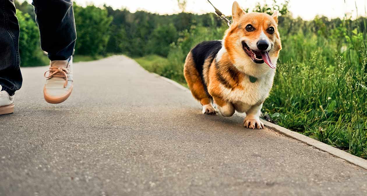 Corgi on walk