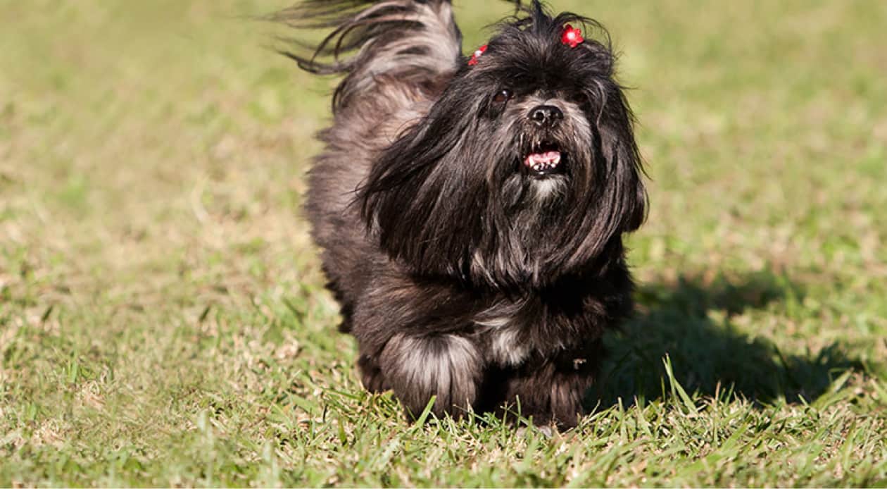 A Lhasa Apso dog walks on grass.