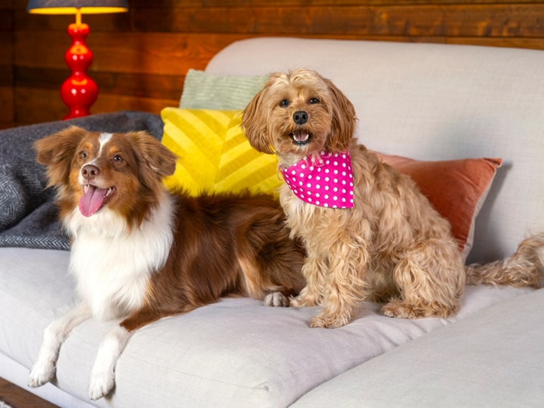 Two dogs sitting on sofa