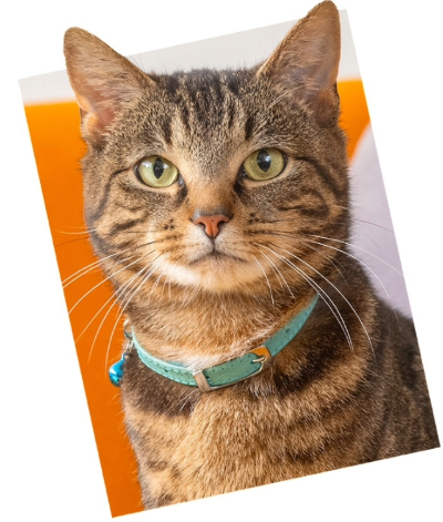 Close up of cat's face
