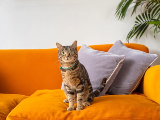 A cat with a collar sits on an orange couch, looking directly at the camera.