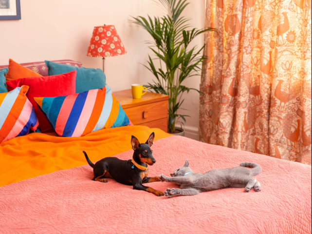 A cat and dog on a bed