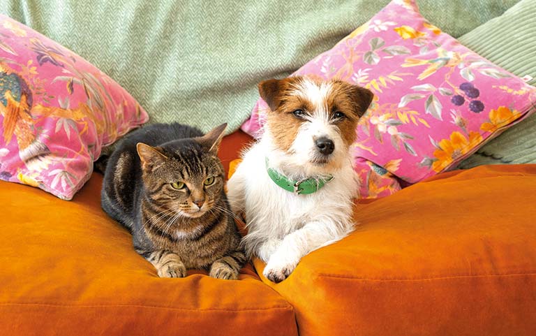 Cat and dog on sofa