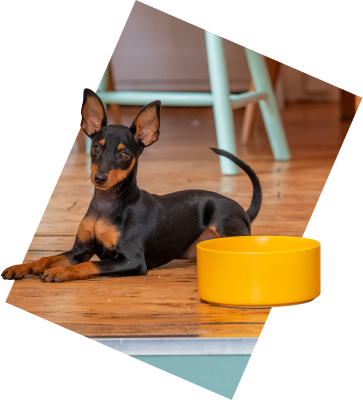 Dog lying beside water bowl